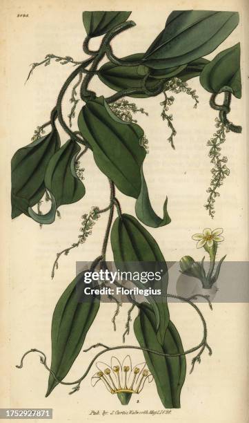 Yam or cinnamon-leaved dioscorea, Dioscorea cinnamonifolia. Handcoloured copperplate engraving by Swan after an illustration by William Jackson...
