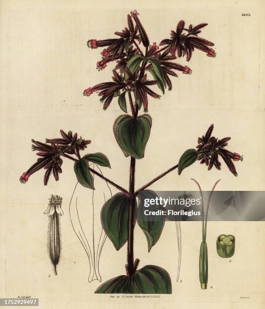 Clammy-stalked soapwort, Saponaria glutinosa. Handcoloured copperplate engraving by Swan after an illustration by William Jackson Hooker from Samuel...