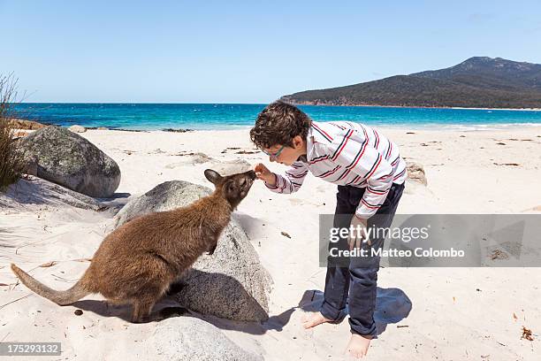 child feeding wallaby at a beach in australia - wineglass bay stock pictures, royalty-free photos & images