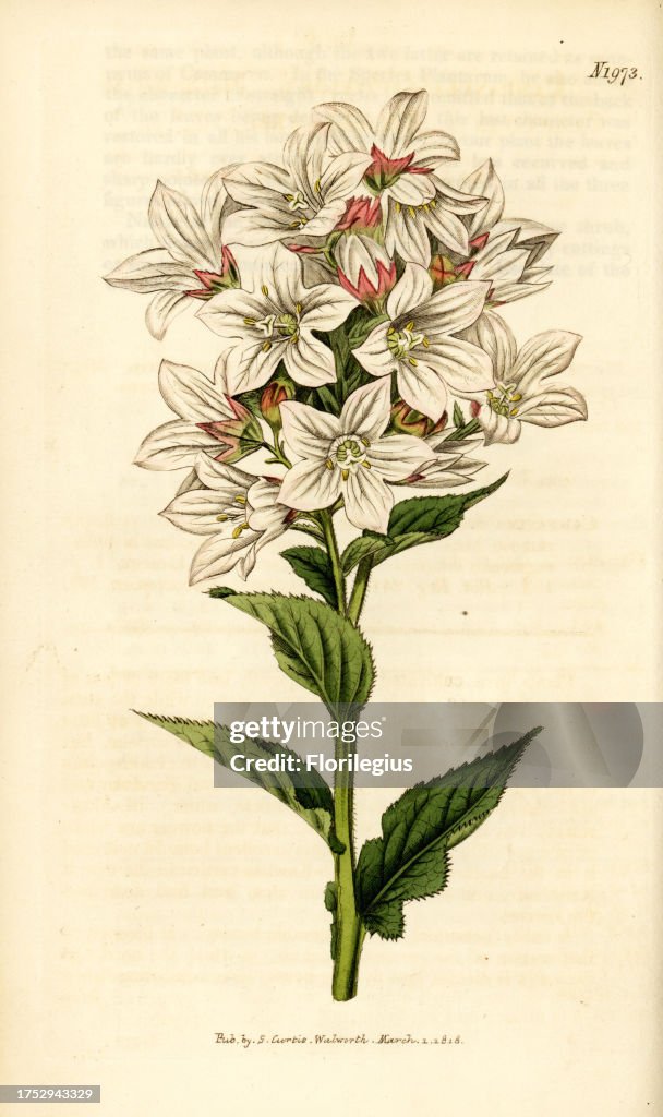 Milky bellflower, Campanula lactiflora