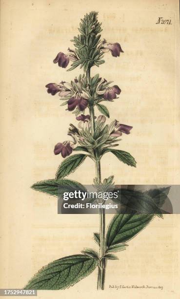 Malabar catmint, Anisomeles malabarica. Handcoloured copperplate engraving from Samuel Curtis' Botanical Magazine, London, 1819.