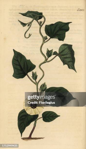 Hewittia malabarica . Handcoloured copperplate engraving from Samuel Curtis' Botanical Magazine, London, 1821.
