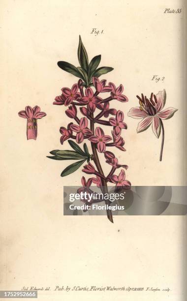 Mezereon, Daphne mezereum, Octandria and flowering rush, Butomus umbellatus, Enneandria, 2. Handcoloured copperplate engraving by F. Sansom of a...