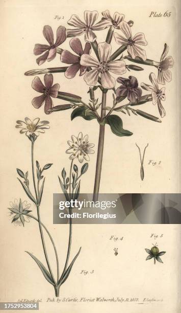 Soapwort, Saponaria officinalis, Digynia, 1-2, and greater stitchwort, Stellaria holostea, Trigynia, 3-5. Handcoloured copperplate engraving by F....