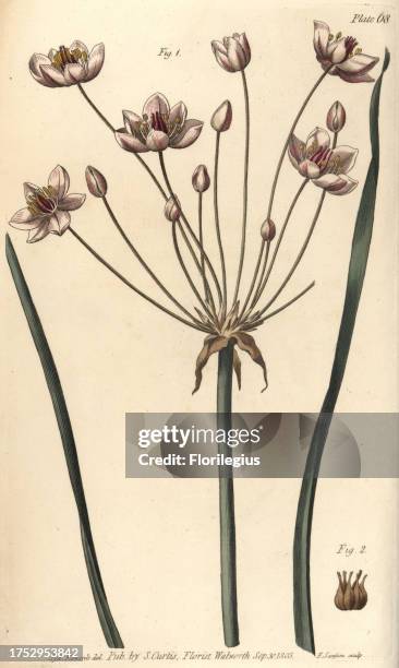 Flowering rush, Butomus umbellatus, Hexagynia, hermaphrodite flower 1 and pistilla 2. Handcoloured copperplate engraving by F. Sansom of a botanical...