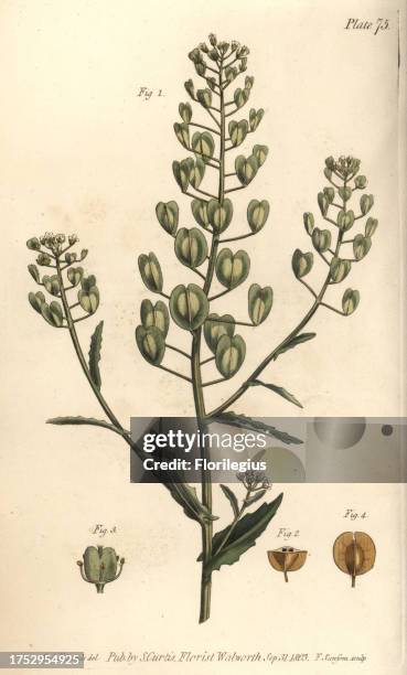 Pennycress, Thlaspi arvense, Siliculosa. Handcoloured copperplate engraving by F. Sansom of a botanical illustration by Sydenham Edwards for William...