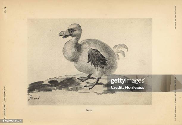 Heliotype Examples 239 Dodo Bird Photo Stock Photos, High-Res Pictures, and Images - Getty ...