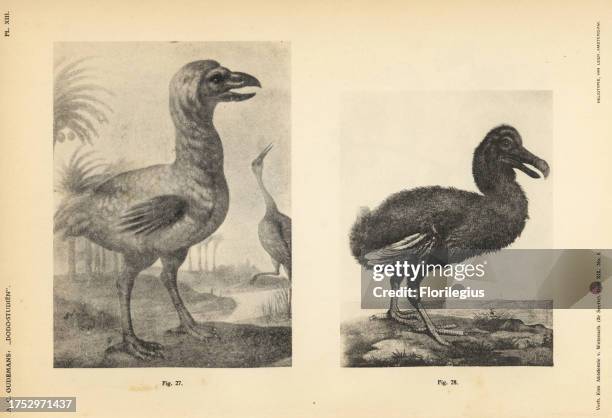 Heliotype Examples Johann Walther Photos and Premium High Res Pictures - Getty Images