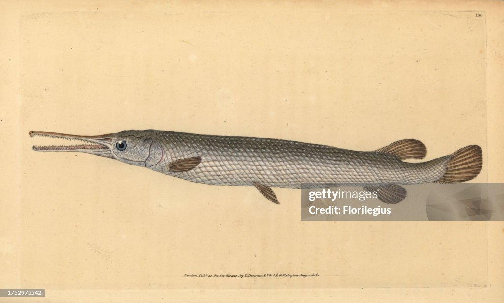 Longnose gar, Lepisosteus osseus