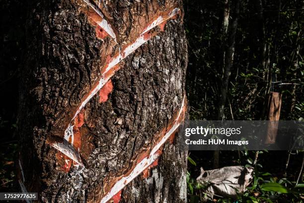 December 2017. Cuts on a wild gum tree with raw chicle that runs to a collection bag below, in Melchordemencos Community Forest Concession in the far...