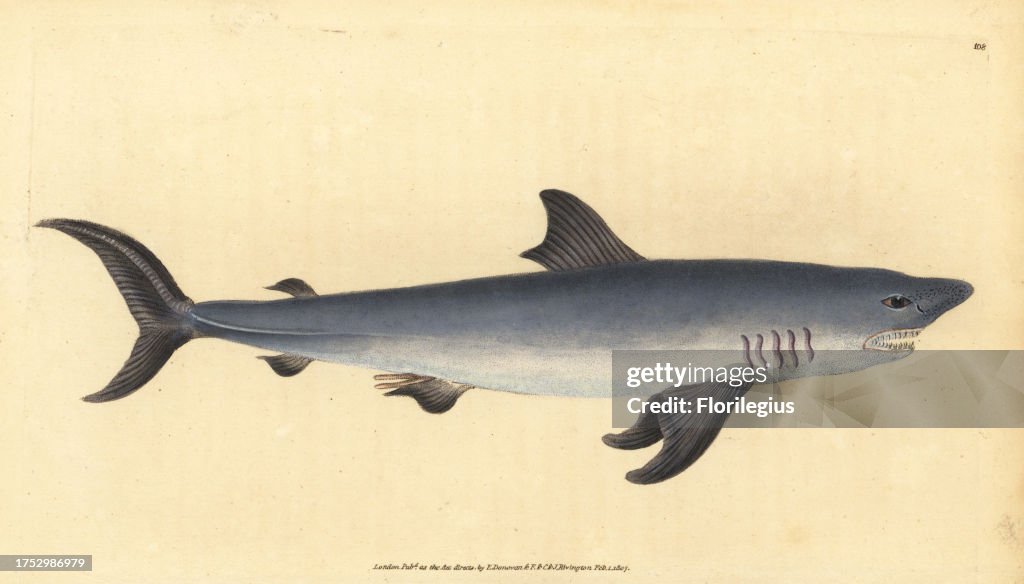 Porbeagle, Lamna nasus. Vulnerable