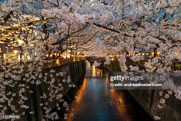 cherry blossoms at meguro river in tokyo at night - andreaskoeberl stock-fotos und bilder