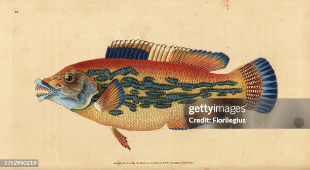 Cuckoo wrasse, Labrus mixtus, News Photo