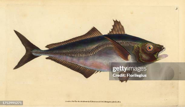 Atlantic horse mackerel, Trachurus trachurus . Handcoloured copperplate drawn and engraved by Edward Donovan from his Natural History of British...