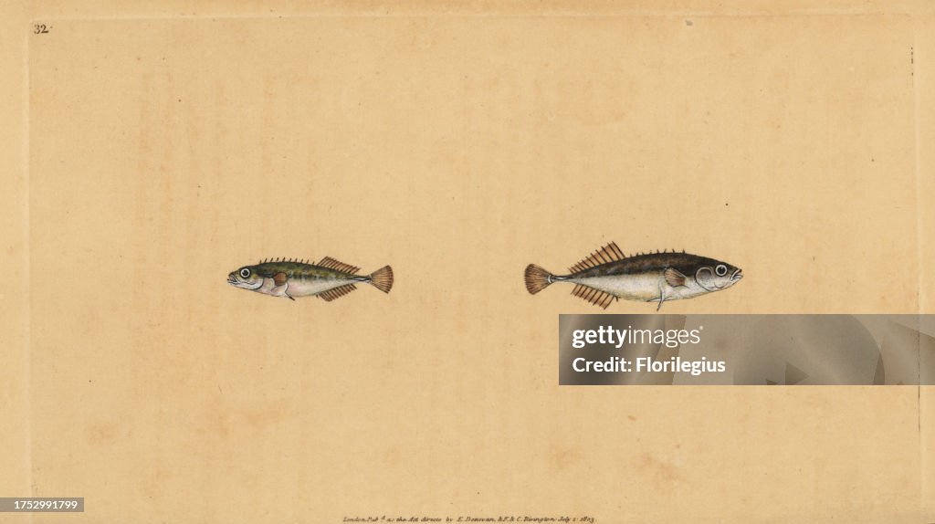 Ninespine stickleback, Pungitius pungitius