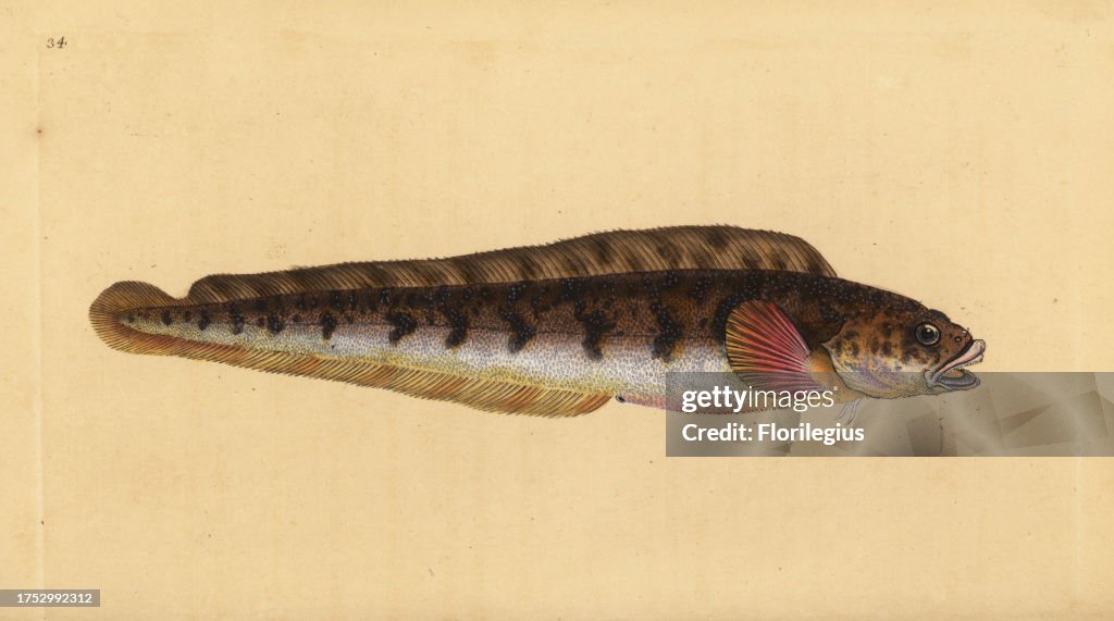 Viviparous eelpout, Zoarces viviparus