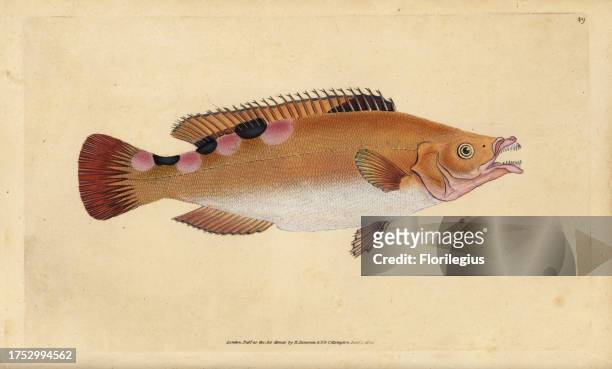 Cuckoo wrasse, Labrus mixtus . Handcoloured copperplate drawn and engraved by Edward Donovan from his Natural History of British Fishes, Donovan and...