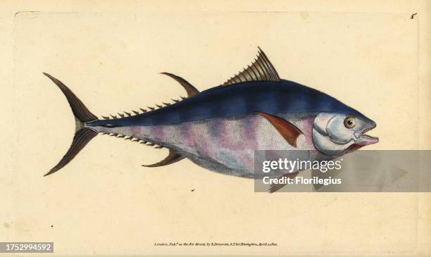 Atlantic bluefin tuna, Thunnus thynnus . Tunny, Scomber thynnus. Handcoloured copperplate drawn and engraved by Edward Donovan from his Natural...