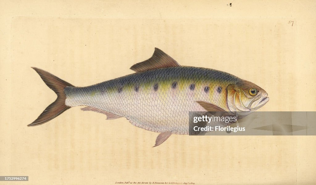 Allis shad, Alosa alosa