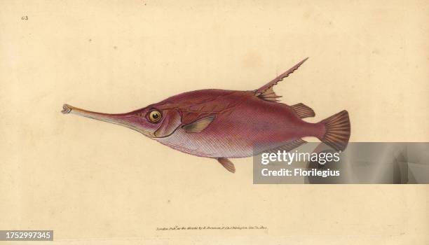 Longspine snipefish, Macroramphosus scolopax . Handcoloured copperplate drawn and engraved by Edward Donovan from his Natural History of British...