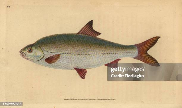 Roach, Rutilus rutilus . Handcoloured copperplate drawn and engraved by Edward Donovan from his Natural History of British Fishes, Donovan and F.C....