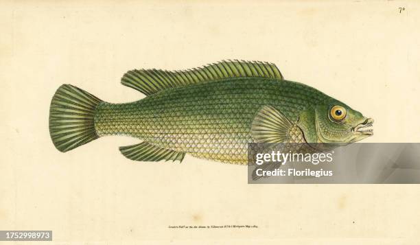 Cuckoo wrasse, Labrus mixtus . Handcoloured copperplate drawn and engraved by Edward Donovan from his Natural History of British Fishes, Donovan and...