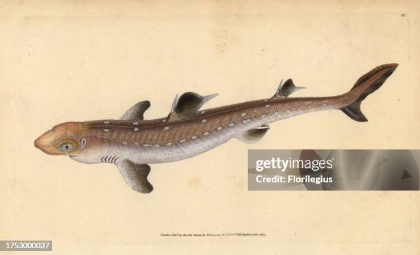 Spiny dogfish, Squalus acanthias . Vulnerable. Handcoloured copperplate drawn and engraved by Edward Donovan from his Natural History of British...