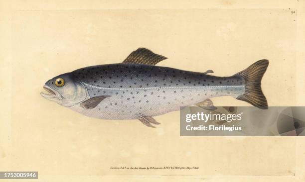 Brown trout, Salmo trutta . Handcoloured copperplate drawn and engraved by Edward Donovan from his Natural History of British Fishes, Donovan and...