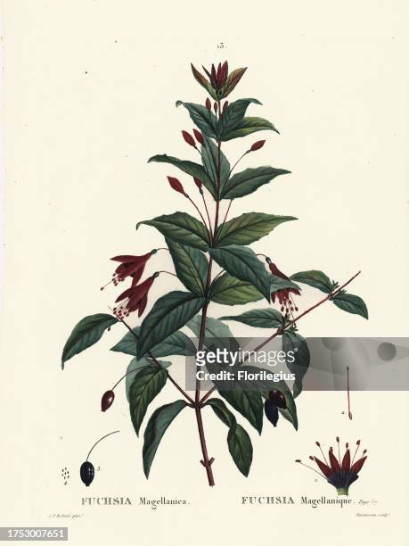 Hummingbird fuchsia, Fuchsia magellanica. Handcoloured stipple engraving by Du Ruisseau after an illustration by Pierre-Joseph Redoute from Henri...