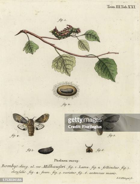 Tawny prominent moth, Harpyia milhauseri. Phalaena bombyx milhauseri. Handcoloured copperplate engraving by Johann Georg Klinger from Eugenius Johann...