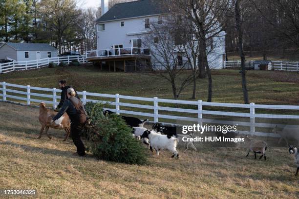 Rescued goats eat donated Christmas trees in Mount Airy, Maryland, on Jan. 7, 2022. The goats on this farm help recylce Christmas trees by eating...