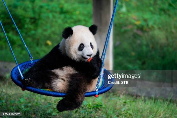 This photo taken on October 29, 2023 shows a panda playing inside its enclosure at a zoo in China's southwestern Chongqing municipality. / China OUT