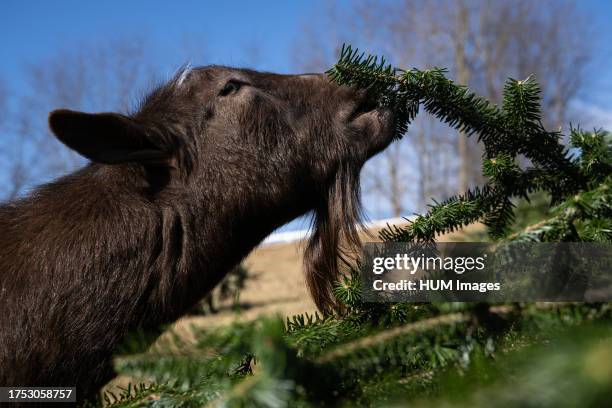 Rescued goat eats donated Christmas tree in Mount Airy, Maryland, on Jan. 7, 2022. The goats on this farm help recylce Christmas trees by eating them...