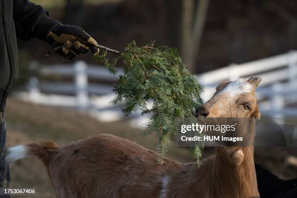 Rescued goat eats donated Christmas tree in Mount Airy, Maryland, on Jan. 7, 2022. The goats on this farm help recylce Christmas trees by eating them...