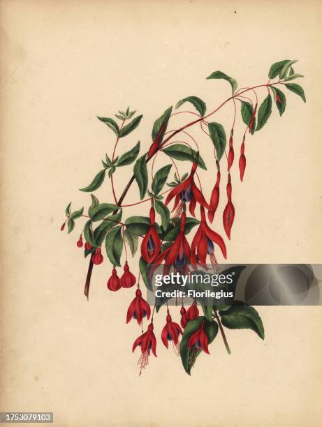 The slender and globose Fuchsia, Fuchsia magellanica, Taste. Handcoloured lithograph by Dean and Munday after an illustration by Eliza Eve Gleadall...
