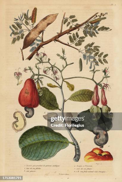 Gum arabic tree, Senegalia senegal 1 3, and cashew nut tree, Anacardium occidentale 4 6. Acacie qui produit la gomme arabique, Acajou a Pommes,...