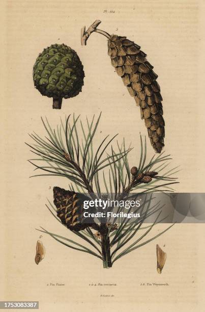 Cones of stone pine, Pinus pinea 1, red pine, Pinus resinosa 2-4, and Weymouth pine, Pinus strobus 5,6. Pin pinier, Pine resineux, Pin Weymouth....