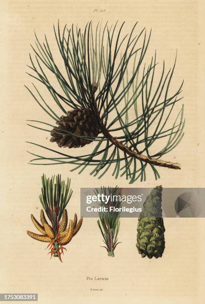Corsican pine tree, Pinus nigra subsp. Laricio. Pin Laricio. Handcoloured steel engraving from Felix-Edouard Guerin-Meneville's Dictionnaire...