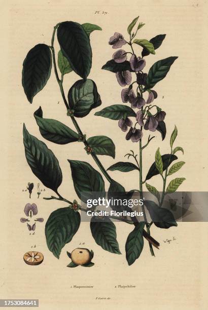 Persimmon, Dospyros kaki 1, and tree hovea or karri blue bush, Hovea elliptica Platychilum celsianum 2. Plaqueminier, Platychilier. Handcoloured...