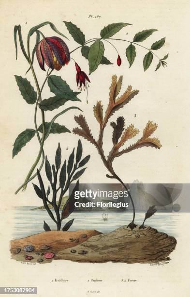 Snake's head fritillary, Fritillaria meleagris 1, hummingbird fuchsia, Fuchsia magellanica 2, toothed wrack, Fucus serratus 3 and Fucus siliqueux 4....