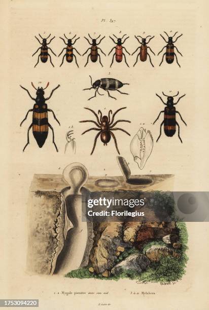 Mygalomorph trapdoor spider and its nest, and beetles, Mylabris species. Mygale pioniere et son nid, Mylabres. Handcoloured steel engraving by...