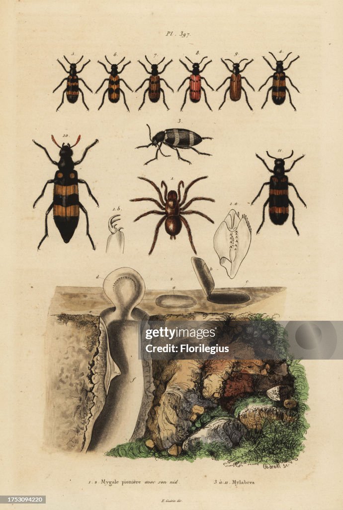 Mygalomorph trapdoor spider and its nest, beetles, Mylabris species