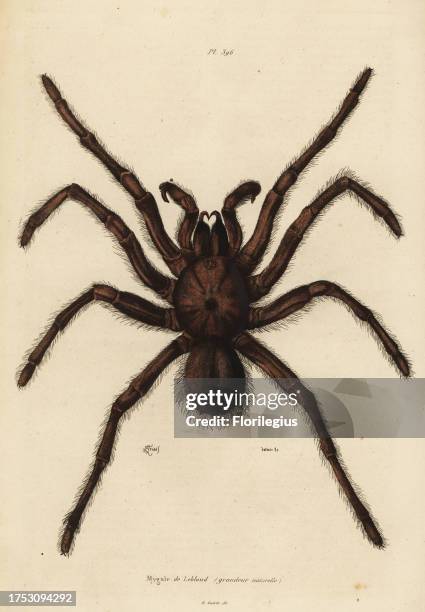 Goliath birdeater spider, Theraphosa blondi. Mygale de Leblond, grandeur naturelle. Handcoloured steel engraving by du Casse after an illustration by...