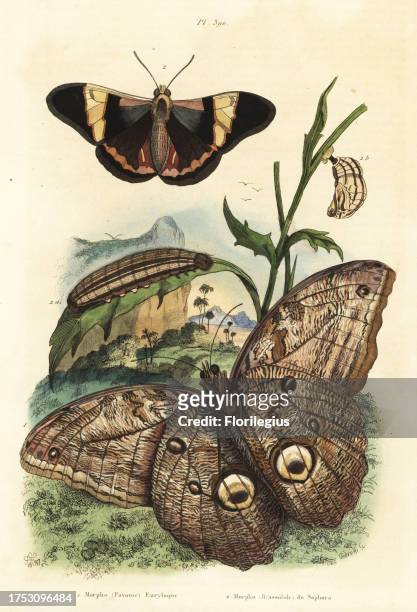 Forest giant owl butterfly, Caligo eurilochus 1 and Brassolis sophorae butterfly, pupa and caterpillar 2. Morpho pavonie euryloque, Morpho brassolide...