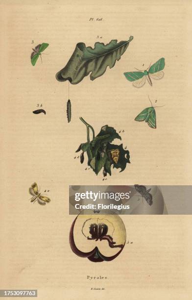 Varieties of pyralid moths, Pyralidae, causing damage to leaves and fruit. Pyrales. Handcoloured steel engraving from Felix-Edouard...