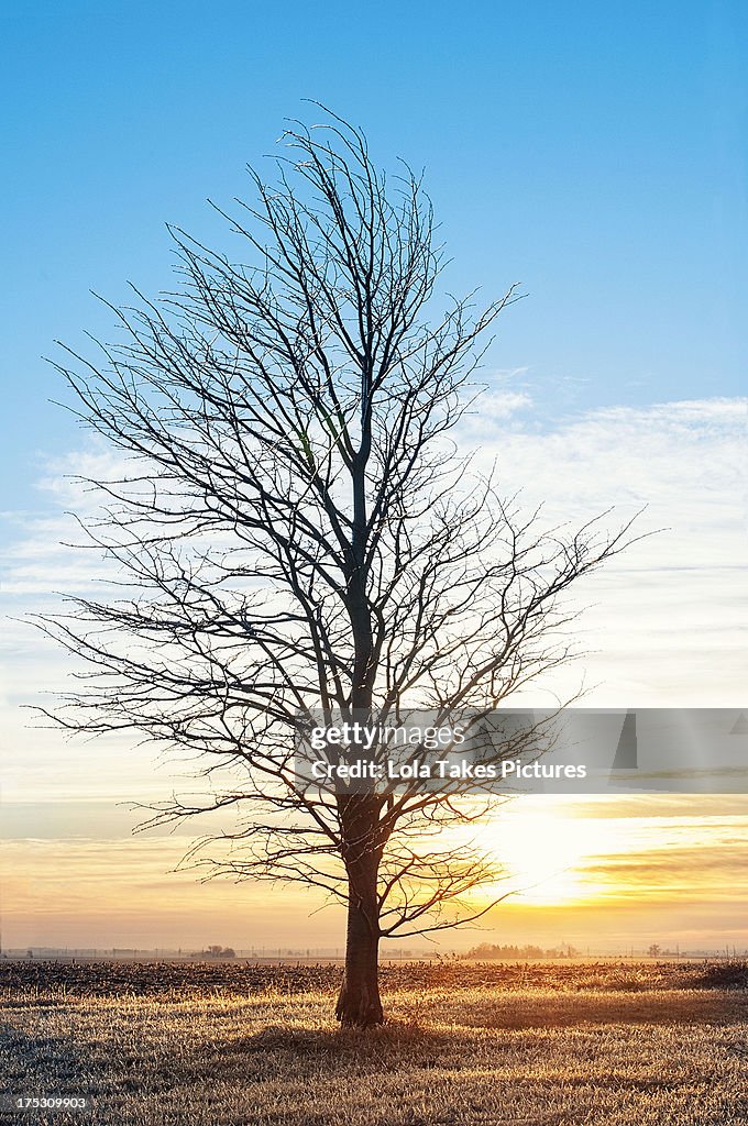 Tree in a Frozen Field