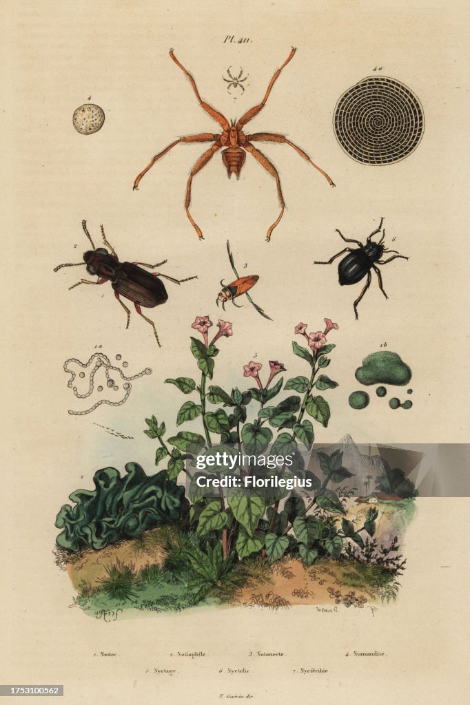 Big-eyed beetle, backswimmer, darkling beetle, algae and marvel of Peru
