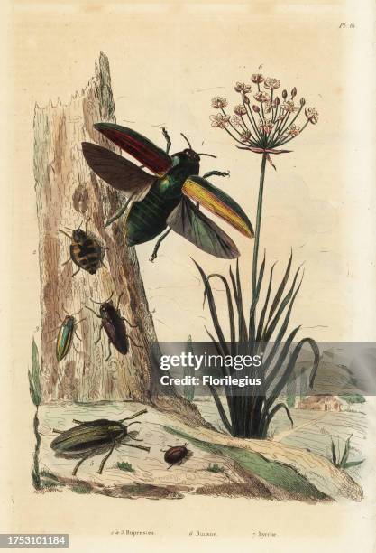Buprestis beetles 1-5, flowering rush, Butomus umbellatus 6, and pill beetle, Byrrhus pilula 7. Handcoloured steel engraving from Felix-Edouard...