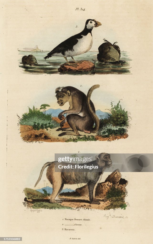 Toque macaque, rhesus macaque and parakeet auklet