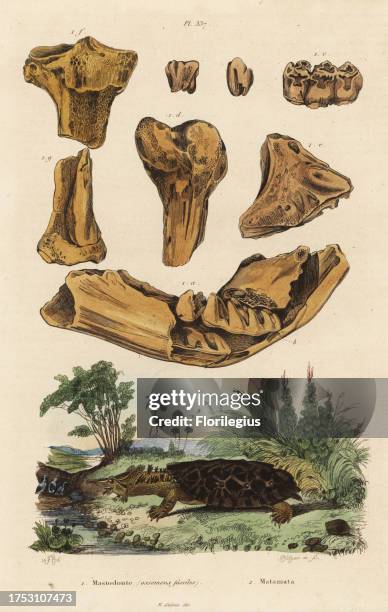 Fossil bones of an extinct American mastodon, Mammut americanum 1, and mata mata, Chelus fimbriata 2. Mastodonte , matamata. Handcoloured steel...